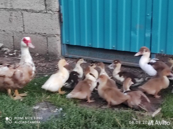 Мускусные индоутята