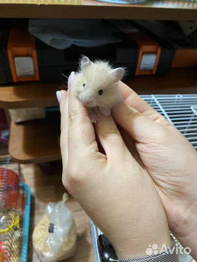 Хомяки Ангорские, Сирийские, пушистые