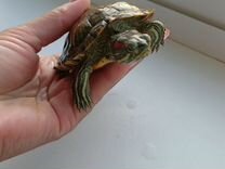 Красноухие черепахи 2 с аквариумом