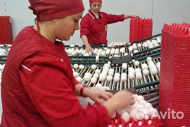 Сборщик яиц муж/жен птицефабрика вахта Невинномысс