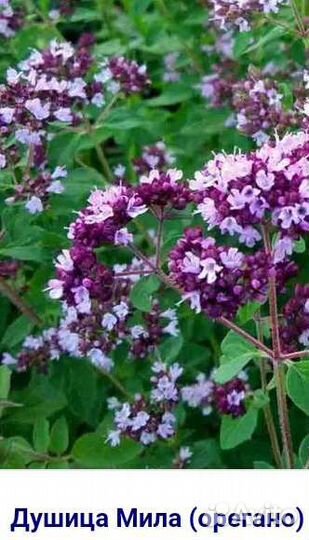 Монарда, Душица
