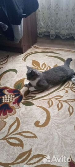 Кот 8 месяцев