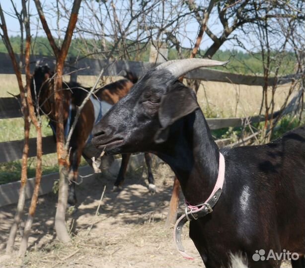 Дойные козы