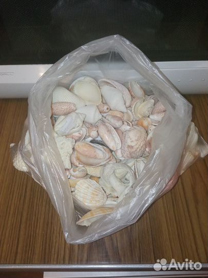 Морские ракушки и камни