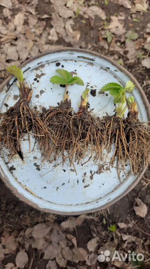 Продаю усы клубники сорта 