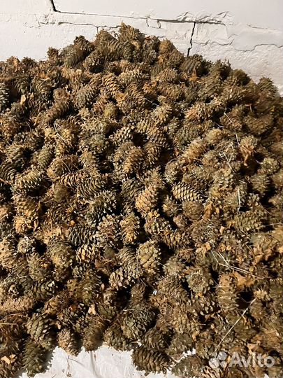 Шишка кедра дальневосточного