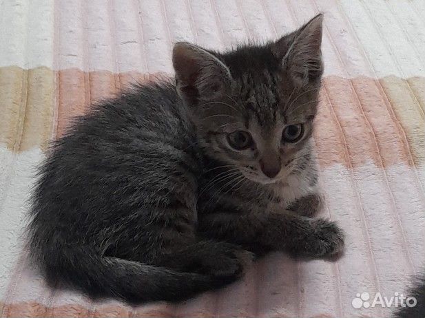 Отдам котят в добрые руки