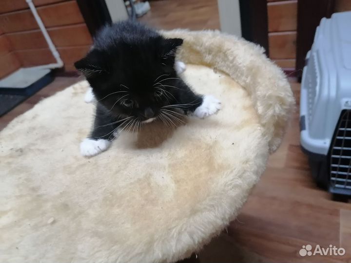 Котята в добрые руки приучены к лотку
