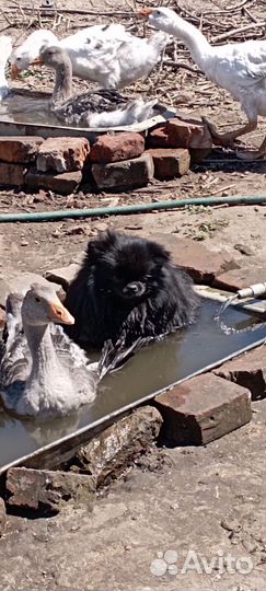 Гуси на мясо