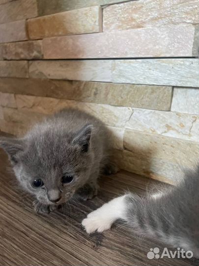 Котята в добрые руки даром
