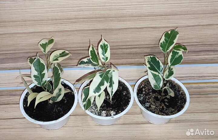 Фикус Бенджамина пестролистный