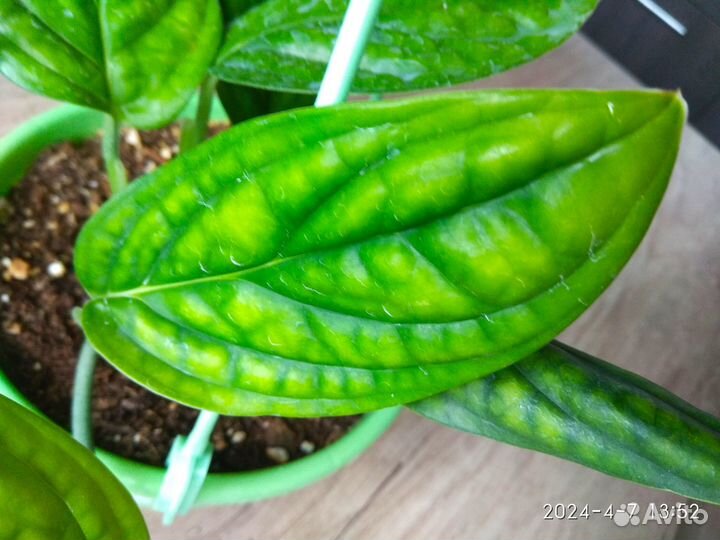 Эпипремнум Марбл Планет, монстераперукарстинианум