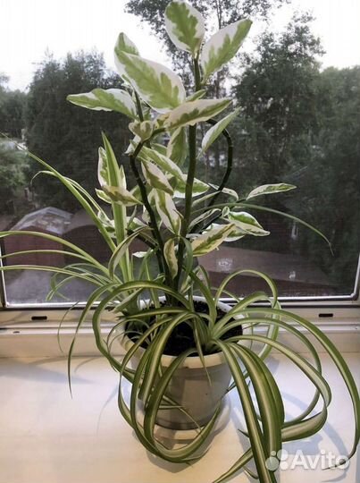 Хлорофитум+педилантус