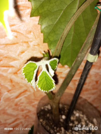 Тетрастигма вуанье