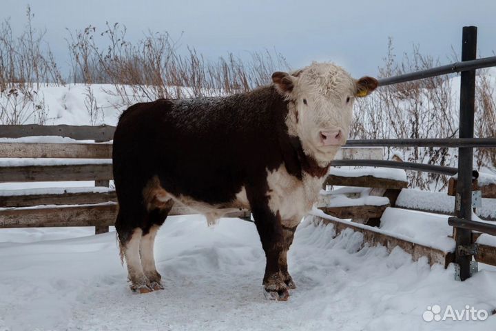 Племенные телки