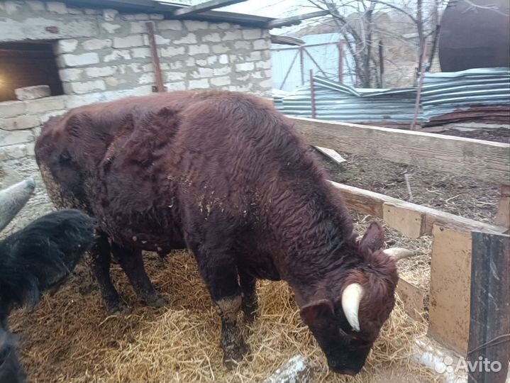 Быки на мясо