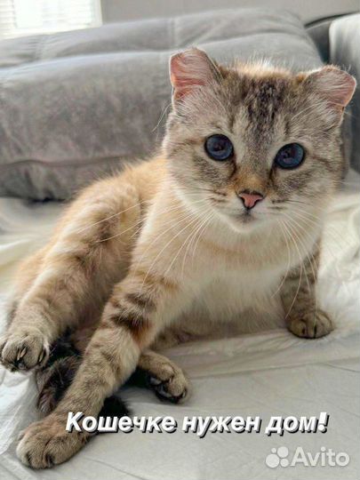 Невская маскарадная кошка