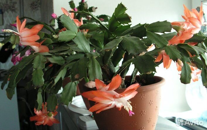 Цветок декабрист / Шлюмбергера персиковый