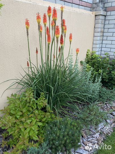 Кора сосны (мульча)