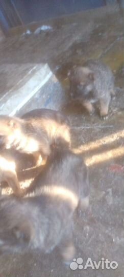 Щенки алабая