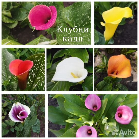 Клубни каллы, георгин, гладиолус