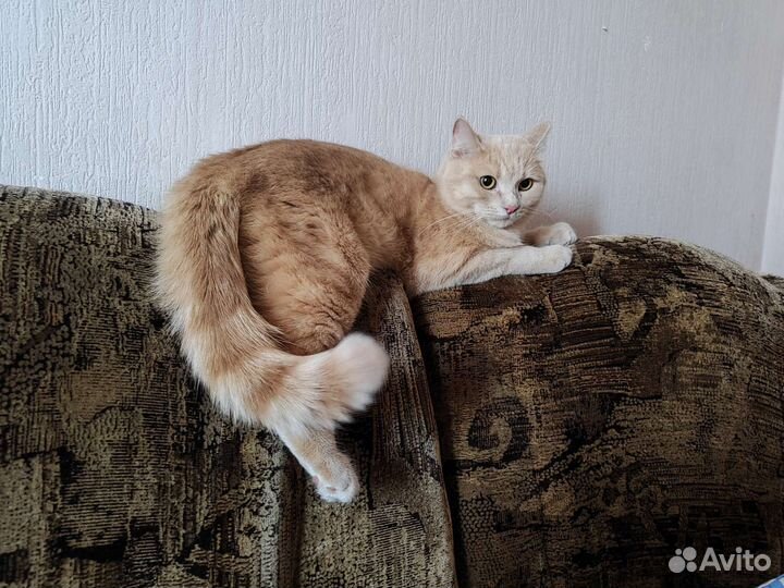 Передержка домашних животных