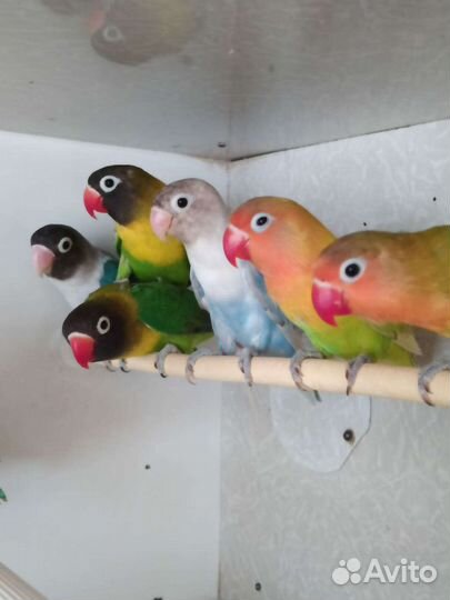 Неразлучники