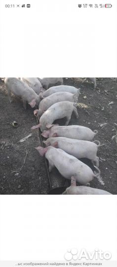 Поросята