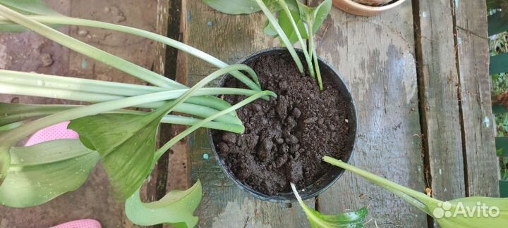 Эухарис амазонская лилия