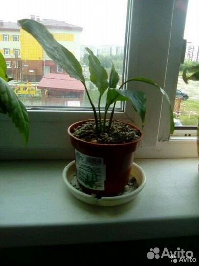 Цветы разные