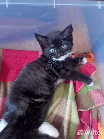 Котята в добрые руки бесплатно