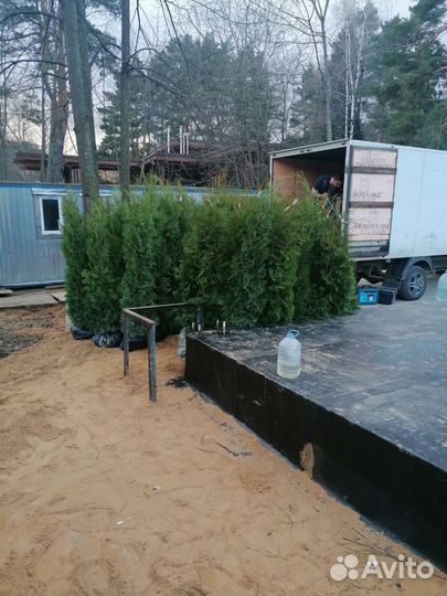 Туя от 2м +
