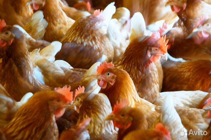 Куры несушки с доставкой