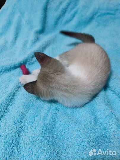 Самая ласковая девочка