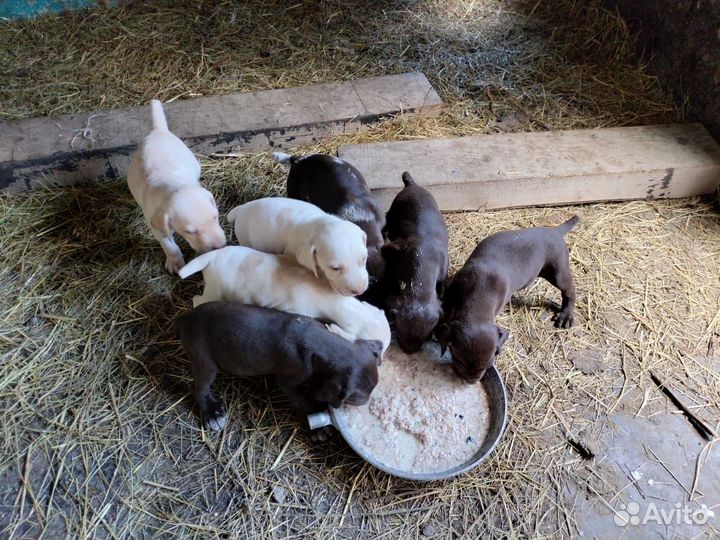 Курцхаар щенки