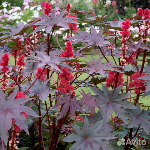 Семена клещевины