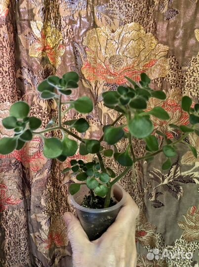 Кротон, корделина, бересклет, пахира, аихризон