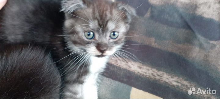 Котики отдам