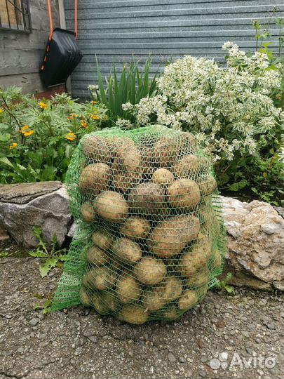 Продам картофель