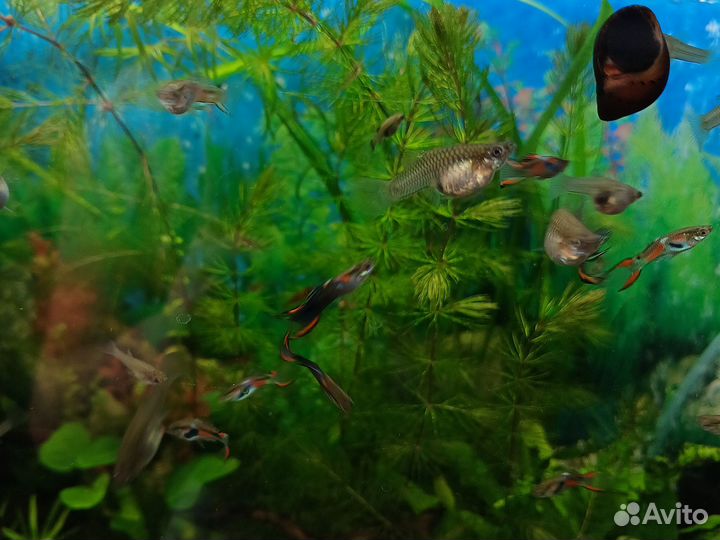 Аквариумные рыбки гуппи
