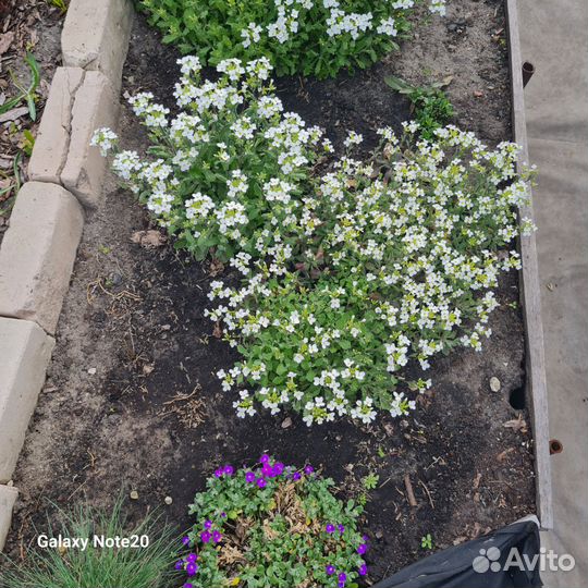 Многолетние цветы, почвопокровные