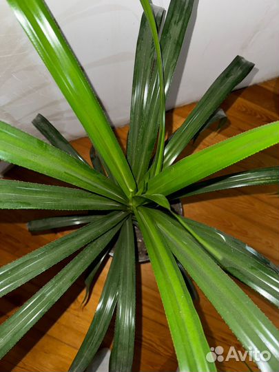 Цветок панданус