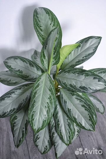 Аглаонема сильвер бей
