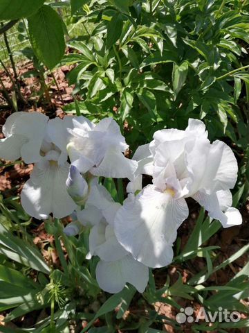Ирисы бородатые