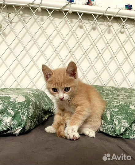 Рыжий котенок в дар