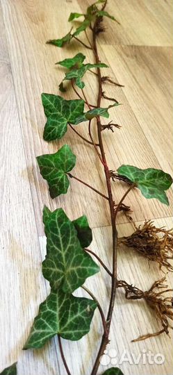 Плющ. Отростки, рассада