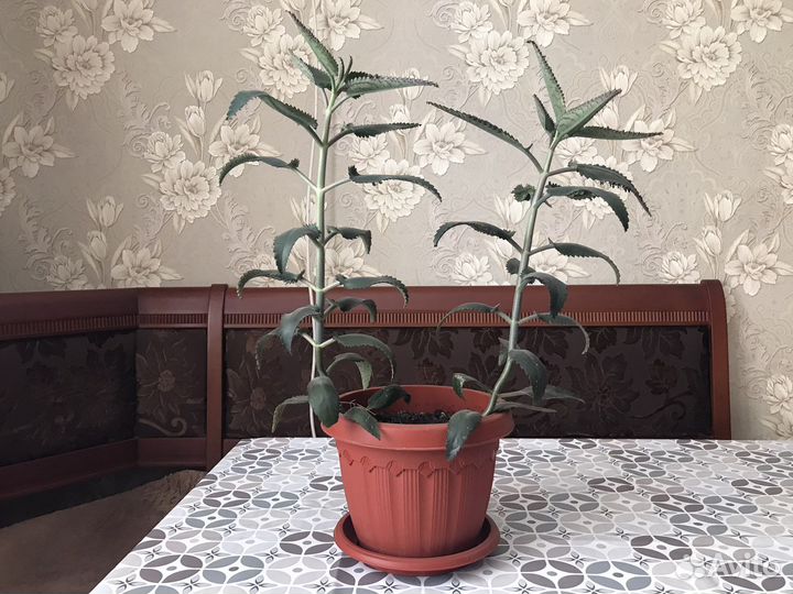 Каланхоэ лечебное