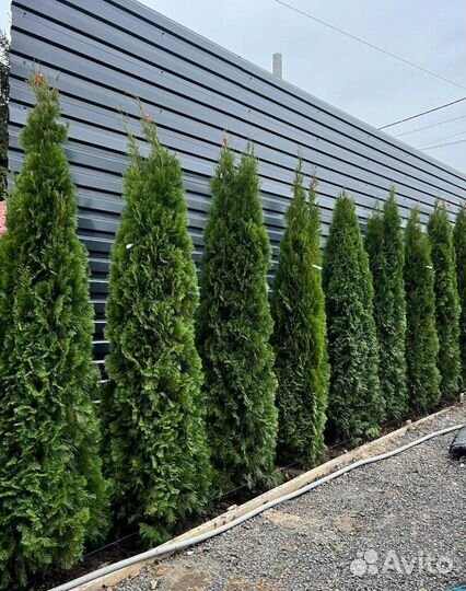 Туя Смарагд с бесплатной доставкой