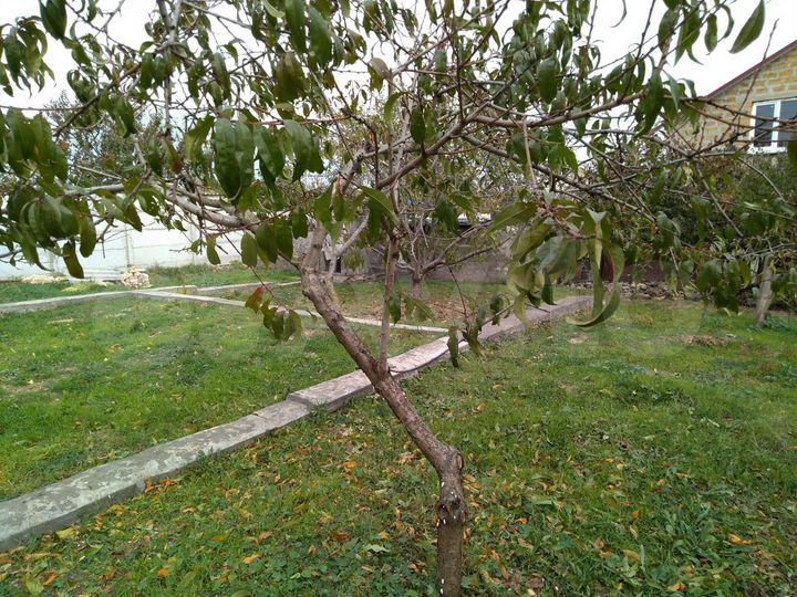 Участок 2,2 сот. (СНТ, ДНП)