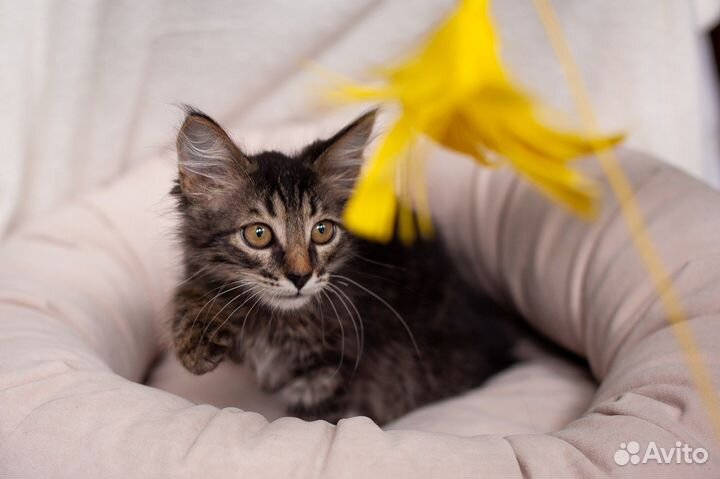 Котенок